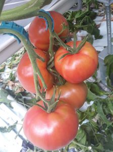 pomidory uprawa, polskie pomidory