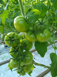 uprawa pomidorów, polskie pomidory