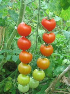 pomidory koktajlowe, uprawa pomidorów