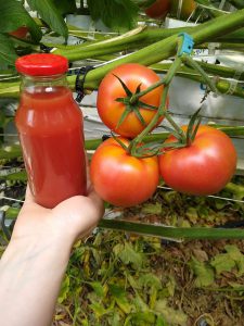 pomidory uprawa, polskie pomidory, uprawa polskich pomidorów