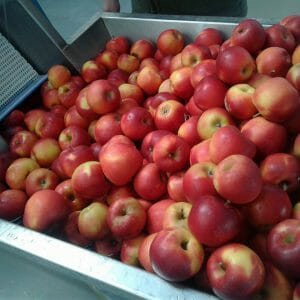 sady, jabłka, soki jabłkowe, tłoczenie jabłek