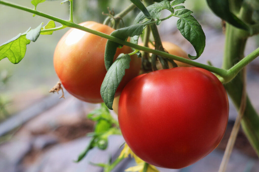pomidory, pomidor malinowy, odmiany pomidorów