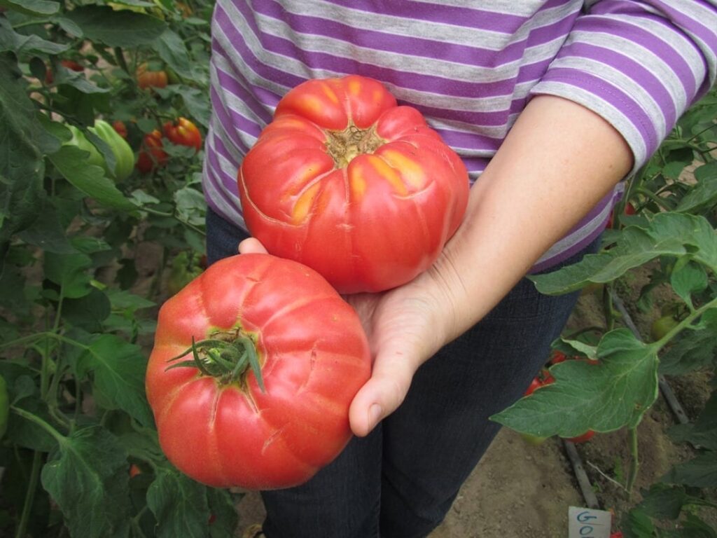 polskie pomidory malinowe
