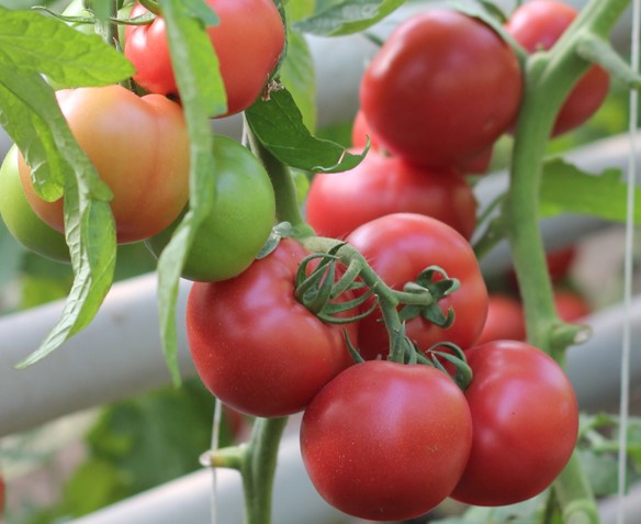 Lepsze zdrowie i piękniejsza sylwetka dzięki pomidorom