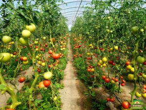 uprawa pomidorow